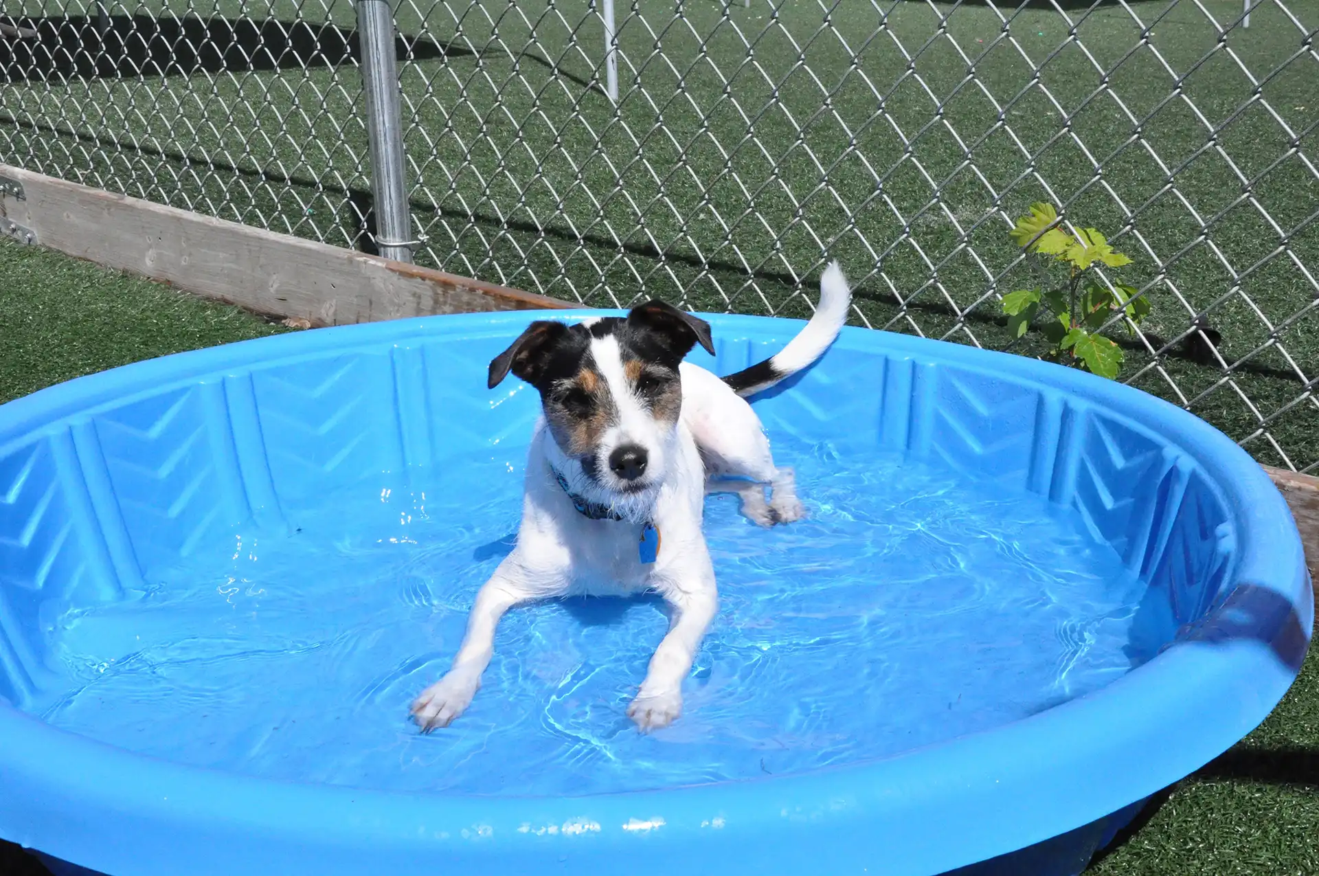 Whiskers Resort & Pet Spa Dog Daycare Grand Rapids, MI